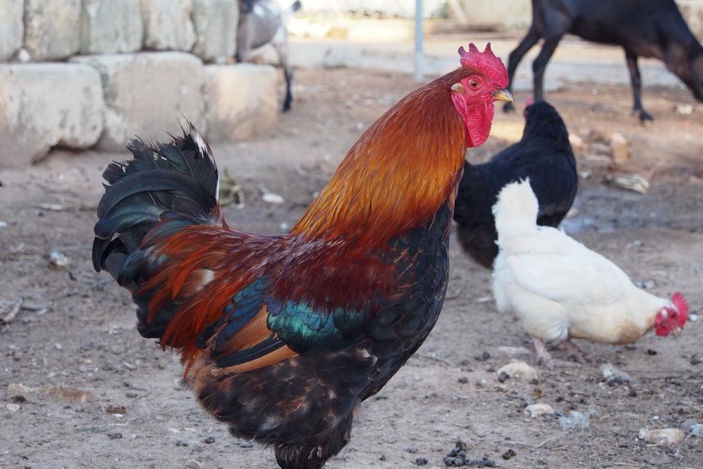 فيلا La Carcara أوترانتو المظهر الخارجي الصورة